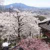 【雨引観音】 まさに新倉山浅間公園の茨城版！3000本の桜と筑波山をのぞむ古刹