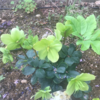 【クリスマスローズ】花茎の切り戻しの時期と方法～庭のクリスマスローズを使って紹介