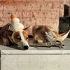 犬の真似をする狐がいた