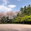 桜の宴。東漸寺（とうぜんじ）と喫茶ひとつぶ