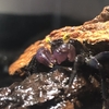 バンパイアクラブの飼育
