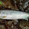 玉野川ヤマメ