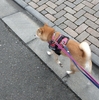 曇り散歩、だよ
