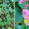 秋を探して妙法寺まで行って来ました．晩夏から秋の花・ゲンノショウコが季節を彩っていました．代表的な秋の花「萩」は，まだチラホラ．一方，忠実に秋が来たことをつげる彼岸花はほぼ満開．シュウカイドウもひっそりと咲いていました．「海棠に似た色の花を秋に咲かせる」という漢名から名付けられました．とても日本に馴染んだ名前ですが，ベゴニアの一種．最近まで知りませんでした．妙法寺の裏山から見た海の煌めきは最高でした．