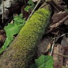 苔の探索 ： 倒木の苔