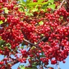 山鼻公園の赤い実    ③ズミ