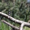 オオミドリヤマセミ(Amazon Kingfisher)の♀