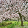 ロンドンの桜　～Vol.1 ケンジントンガーデン～