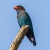 わが歌集からー鳥類(11/15)