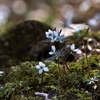 苔の生すまで