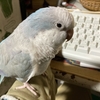ほーちゃん、緊張してしまう。