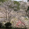 今年もまた、桜咲く