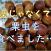 栗虫を食べてしまった。。💓