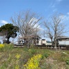 網引駅
