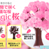 【Magic桜】女性や子供へのちょっとしたプレゼントにも最適！6時間で咲くMagic桜でエア花見も楽しい！咲かないこともあるかもチェック！【テレビでも話題】