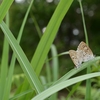 草原の昆虫