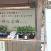 その後の御神樹は、どう？