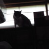 CAT FIGHT
