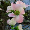 ブロッコリー・・