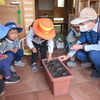 カボチャの種まき 3歳児組