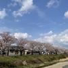 アジアな空間　その２０１０９　仕上げの桜パト　八王子市浅川界隈　の巻