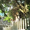 大野神社のタブノキ