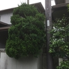 カイズカイブキの剪定