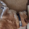 愛犬りょう  3