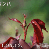 リオサンバ　2011/04/12　ちょっと大きくなったかな