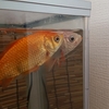 暑くなって再び赤斑が出現した金魚