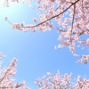 秋田の桜は、まだ、これからなので、お花見に来てくださいね！