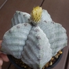 ストロンギロゴナム　こころのさけび