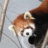 新千歳空港や旭川空港から旭山動物園へ行く方法とおすすめツアー