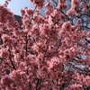 【寒緋桜】王子駅前公園