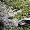 花吹雪 海上の森