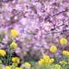 2011桜前線先取りレポート・・・