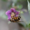 縞花虻、枸杞、鈴蘭、薺、銀杏、七竃、小林檎、科の木