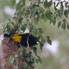 キゴシツリスドリ(Yellow-rumped Cacique)