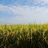 ふるさと納税、自営業・フリーランスは使いにくい。