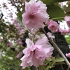 王子駅から至近！桜&歴史散歩〜飛鳥山公園〜