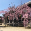 2019願正寺　枝垂れ桜、満開近し・・・・
