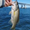 琵琶湖 南湖 2024/11/25 釣果10本 コバス〜Max35cm、サウザー出船229回、リチウム充電263回