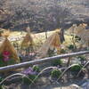 白野江植物公園　冬牡丹