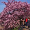 走れ伊豆っ！河津桜まつり＆みなみの桜と菜の花まつりで春爛漫 2019