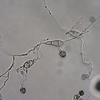 植物病理学について