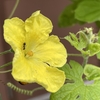 夏の名残りの植物🍅🍃🌻