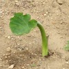 サトイモの植付けと萌芽