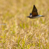 2019年10月5日の鳥撮り-平塚の田んぼ