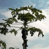 パパイアの木
