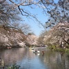 2015今日の桜